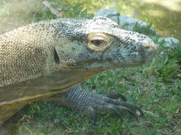 Dragão-de-Komodo