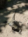 Iguana-rinoceronte