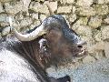 Búfalo-africano