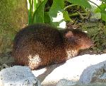 Agouti <i>(Dasyprocta punctata)</i>