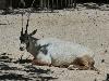 Órix-da-arábia <i>(Oryx leucoryx Pallas)</i>