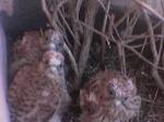 Aves