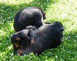 Chimpanzé <i>(Pan troglodytes) </i>