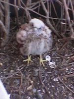 Aves