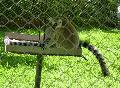 Lémures-de-cauda-anelada