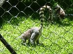 Lémure-de-cauda-anelada <i>(Lemur catta)</i>