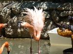 Aves