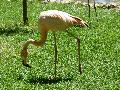 Flamingo-rubro