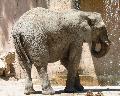 Elefante-africano-da-savana