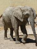 Elefante-africano-da-savana