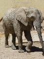Elefante-africano-da-savana