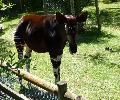Okapi