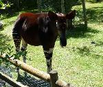 Animais selvagens