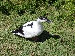 Aves