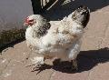 Galinha