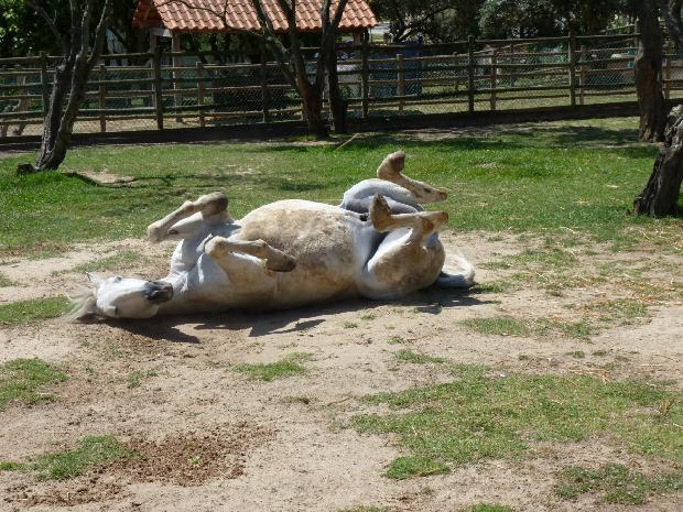 Cavalo