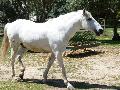 Cavalo Lusitano