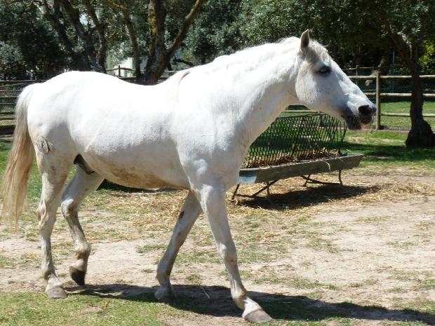 Cavalo Lusitano