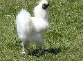 Galinha
