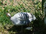 Aves