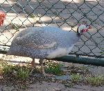 Aves