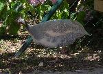 Aves