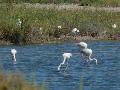 Flamingos