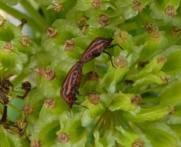 Percevejos-das-riscas