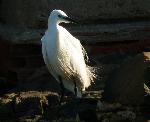Aves