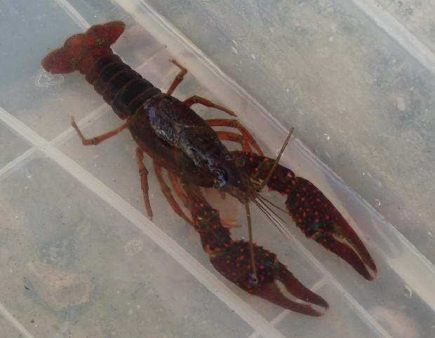 Lagostim-de-água-doce