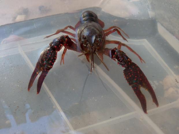 Lagostim-de-água-doce