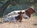Vacas