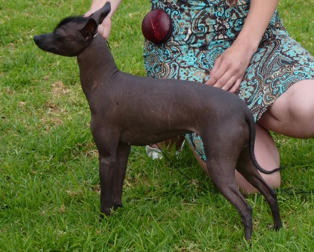 Cão Sem Pêlo do México