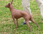 Cães