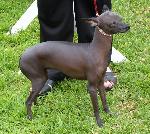 Cães
