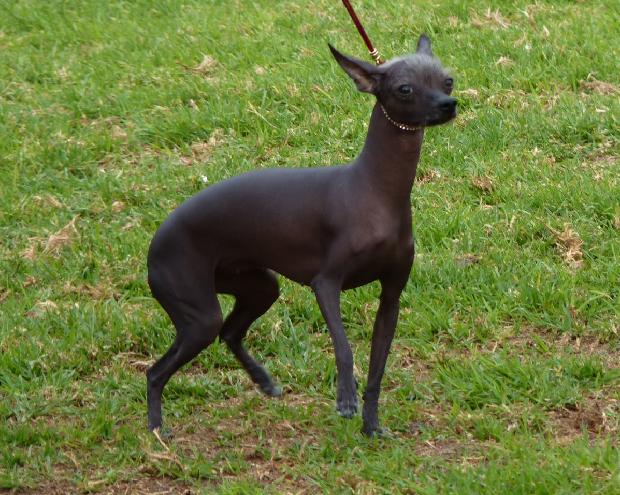 Cão Sem Pêlo do Perú