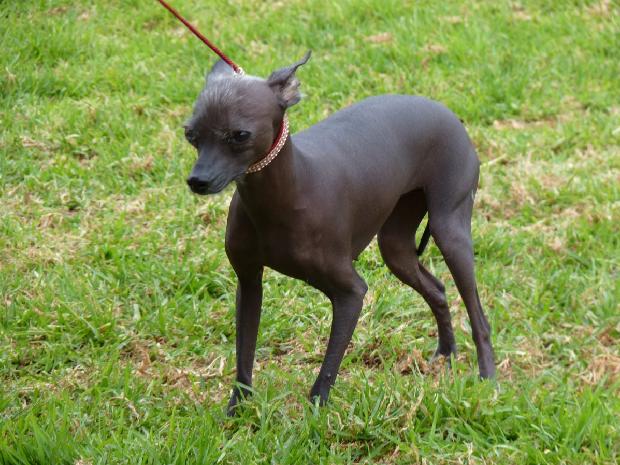 Cão Sem Pêlo do Perú