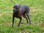 Cães