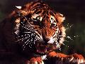 Tigre