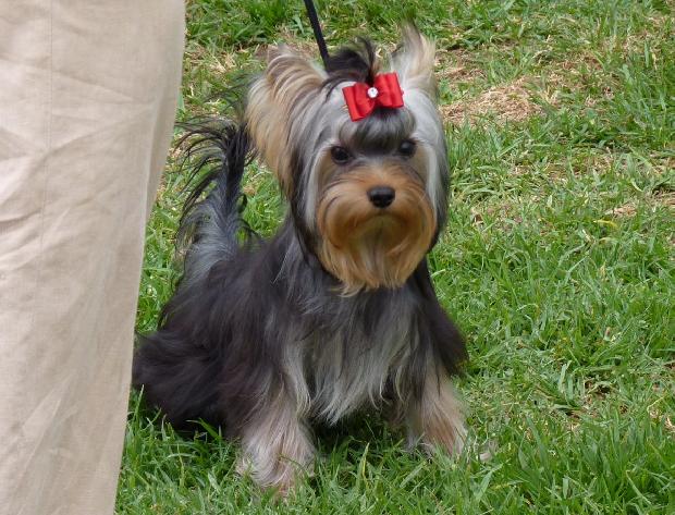 Yorkshire Terrier