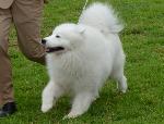 Cães