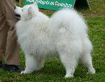Cães
