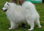 Cães