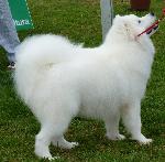 Cães