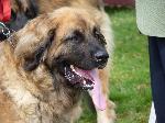 Cães