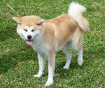 Cães