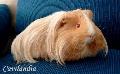 Sheltie