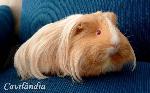 Sheltie e Coronet
