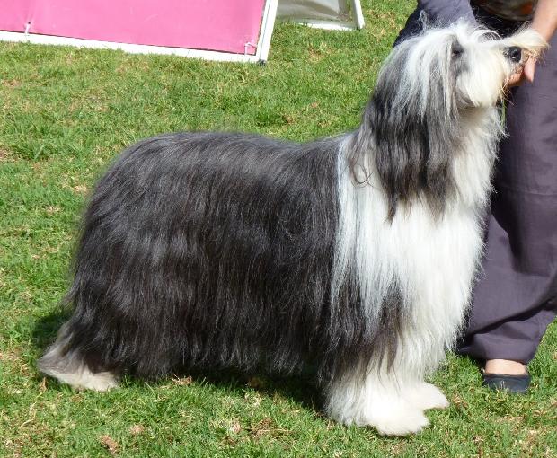 Bearded Collie
