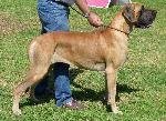 Cães